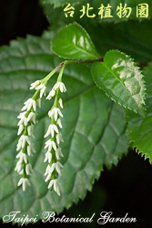 臺灣及己，花朵的圖片