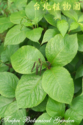 臺灣及己，葉子的圖片