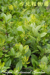 金粟蘭，葉子的圖片