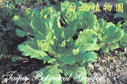 茼蒿，葉子的圖片