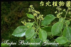 樟樹，花朵與葉子的圖片