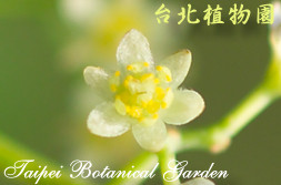 樟樹，花朵的圖片