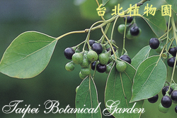 樟樹，果實的圖片