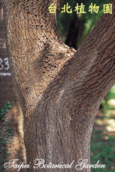 樟樹，樹幹的圖片