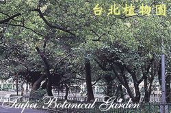 樟樹，樹的圖片