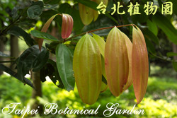 大葉桂，葉子的圖片