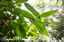 大葉桂，葉子的圖片