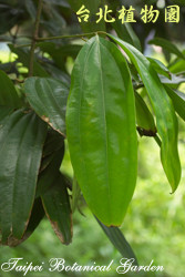 大葉桂，葉子的圖片