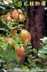 金合歡，葉的圖片