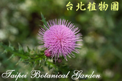 南國薊，花朵的圖片