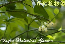 柚，枝條上花苞的圖片