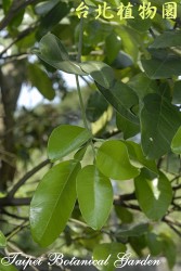 柚，葉子的圖片