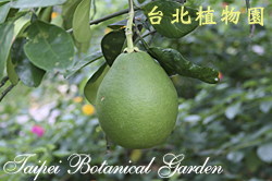 柚，果實的圖片