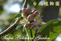 香櫞，花朵的照片