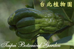 香櫞，果實的照片