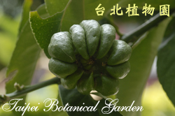 香櫞，果實的照片