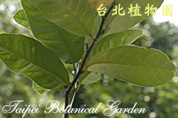 香櫞，葉子的圖片