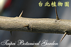 香櫞，樹枝的圖片