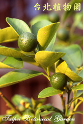 金桔，果實的圖片(陽光下拍攝)