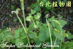 串鼻龍，葉子的圖片