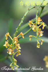 虎紋蘭，花的圖片