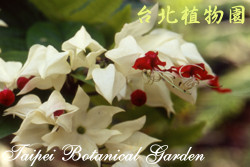 龍吐珠，花朵的圖片