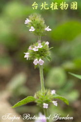 風輪菜，花朵與莖的圖片