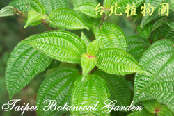 毛野牡丹，葉子的圖片