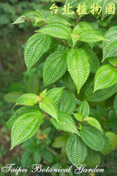 毛野牡丹，葉子的圖片