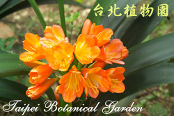 君子蘭，花朵的圖片