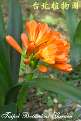 君子蘭，花朵的圖片