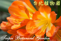 君子蘭，花朵的圖片