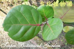 海葡萄，葉子的圖片