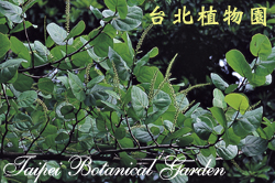 海葡萄，花朵的圖片