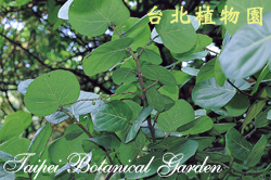 海葡萄，葉子的圖片