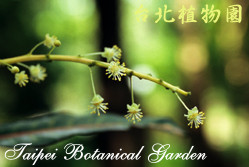 變葉木，花朵的圖片