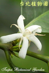 阿拉伯咖啡，花朵的圖片