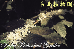 阿拉伯咖啡，花朵的圖片