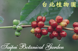 阿拉伯咖啡，果實的圖片