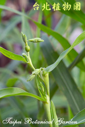 薏苡，葉子與果實的圖片