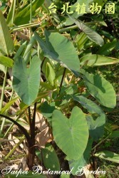 芋，葉子的圖片(特寫)