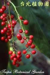 綠葉朱蕉，果實的圖片