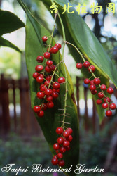 綠葉朱蕉，果實的圖片