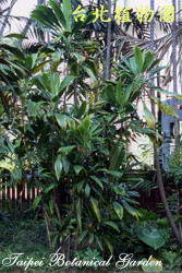 綠葉朱蕉，樹的圖片