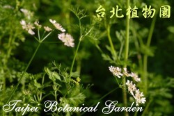 芫荽，花與莖的圖片