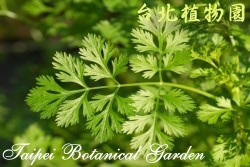 芫荽，葉子的圖片