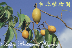 魚木，果實的圖片