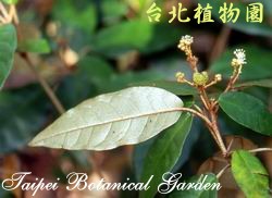 裡白巴豆，葉子的圖片