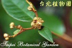 裡白巴豆，果實的圖片