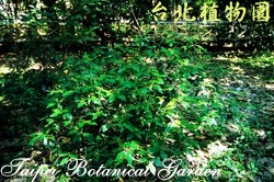 裡白巴豆，葉子的圖片